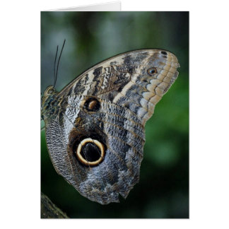 Papillon Caligo Eurilochus Incroyable
