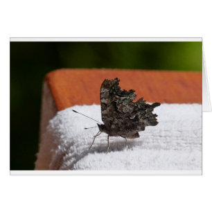 Papillon camouflage foncé