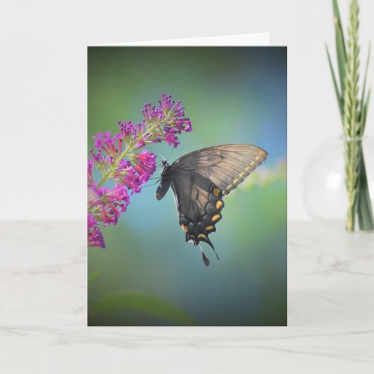 Papillon, carte (Devant)