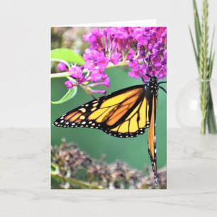 Papillon, carte