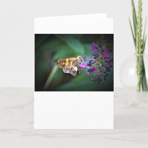 Papillon, carte