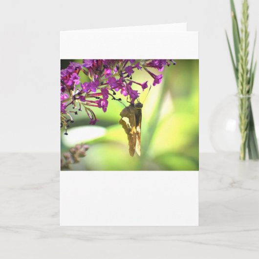 Papillon, carte (Devant)