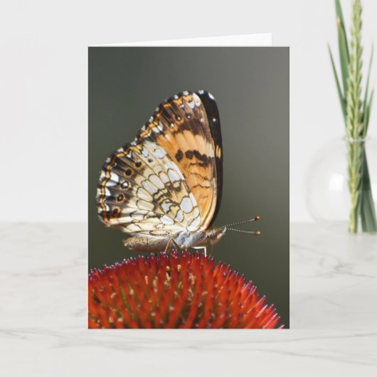 Papillon, carte (Devant)