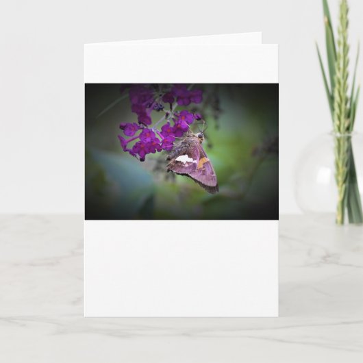 Papillon, carte (Devant)