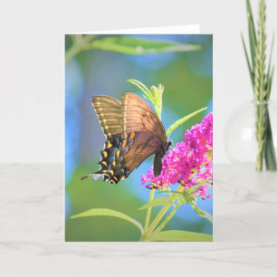 Papillon, carte