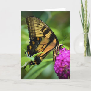 Papillon, carte