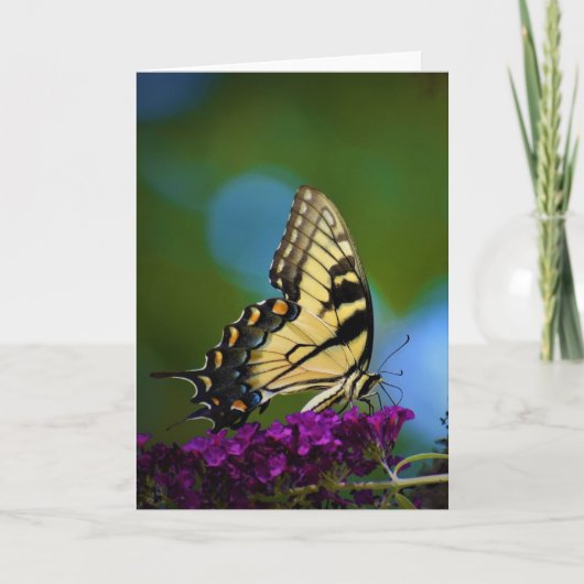 Papillon, carte (Devant)