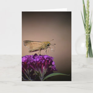 Papillon, carte