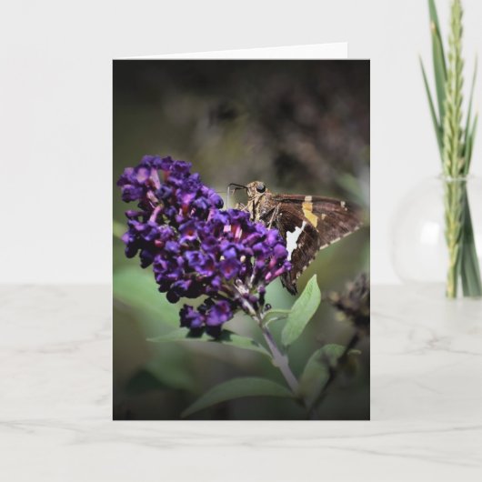 Papillon, carte (Devant)