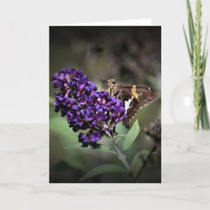 Papillon, carte