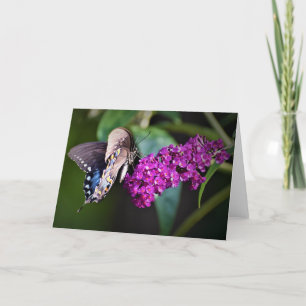 Papillon, carte