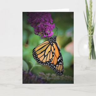 Papillon, carte