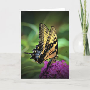 Papillon, carte
