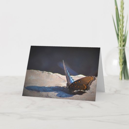 Papillon, carte (Devant)