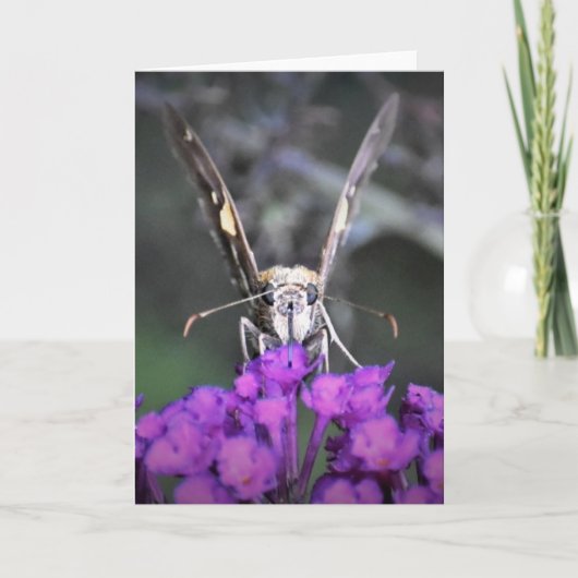 Papillon, carte (Devant)