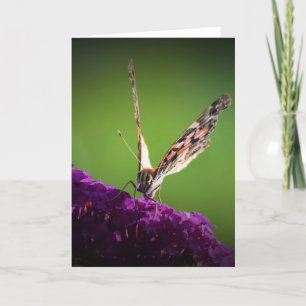 Papillon, carte