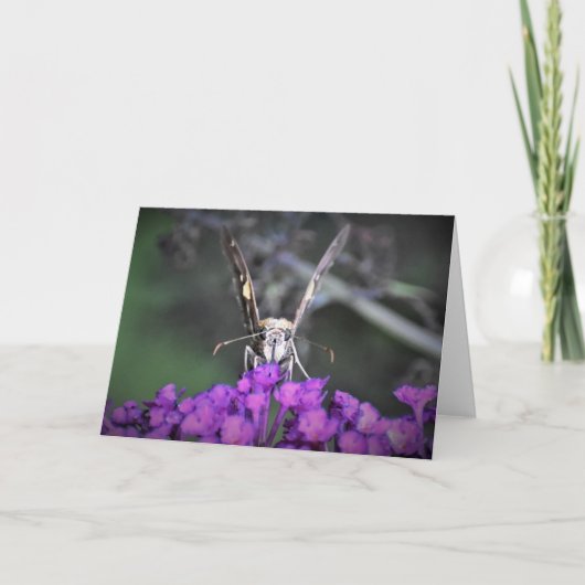 Papillon, carte (Devant)