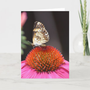Papillon, carte