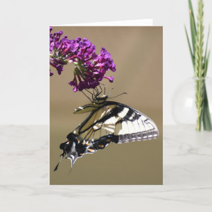 Papillon, carte