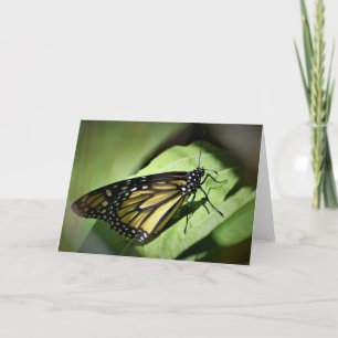 Papillon, carte