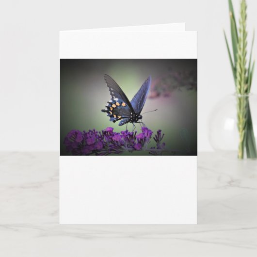 Papillon, carte (Devant)