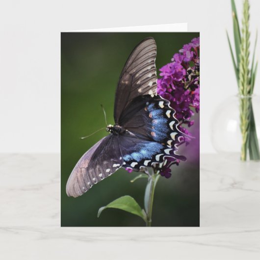 Papillon, carte (Devant)