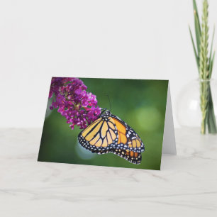 Papillon, carte