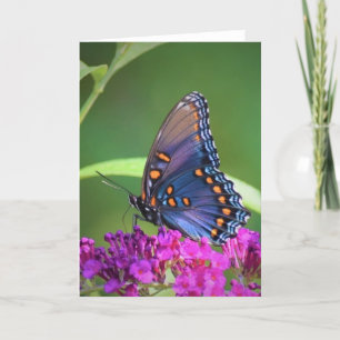 Papillon, carte