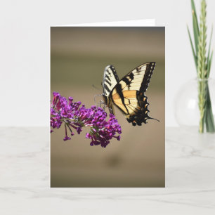 Papillon, carte