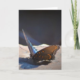 Papillon, carte