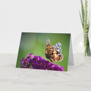 Papillon, carte