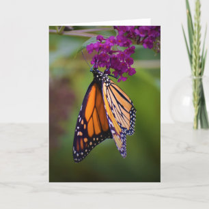 Papillon, carte