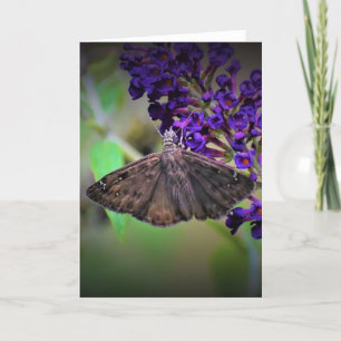 Papillon, carte