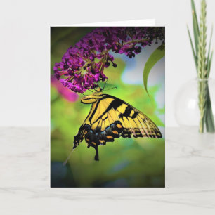 Papillon, carte
