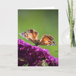 Papillon, carte