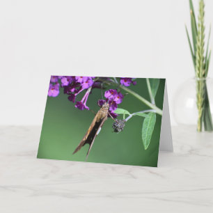 Papillon, carte
