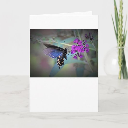 Papillon, carte (Devant)