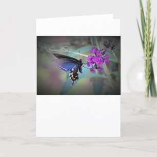 Papillon, carte