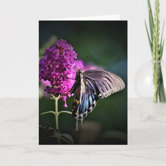 Papillon, carte (Devant)