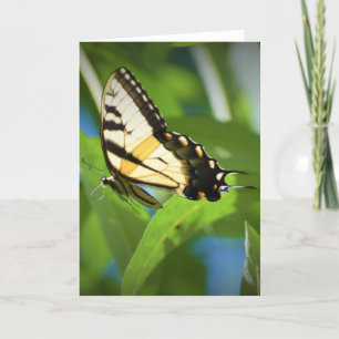 Papillon, carte