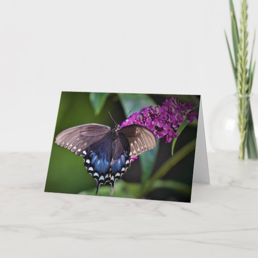 Papillon, carte (Devant)