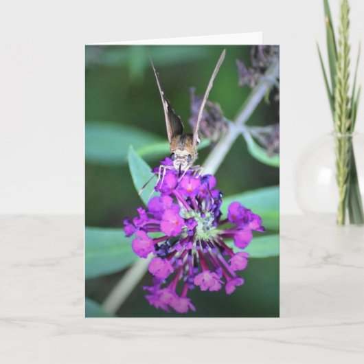 Papillon, carte (Devant)