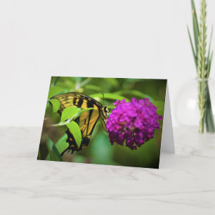 Papillon, carte