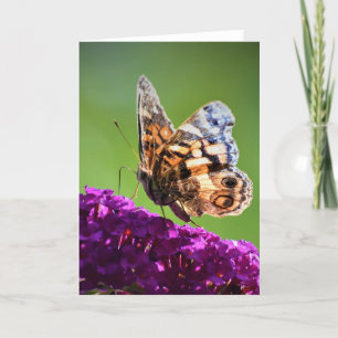 Papillon, carte