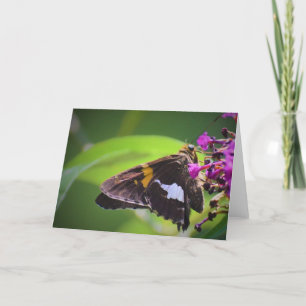 Papillon, carte