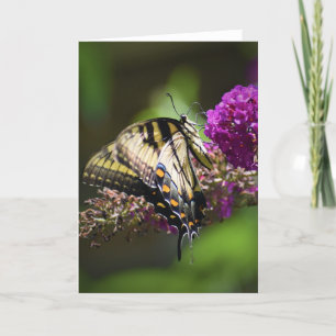 Papillon, carte