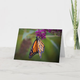 Papillon, carte