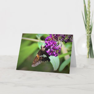 Papillon, carte