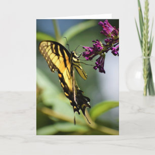 Papillon, carte