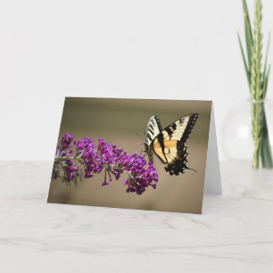 Papillon, carte